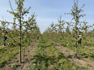 Frühlingserwachen in einer deutschen Baumschule – junge Apfel- und Birnbäume, Arbeiter in Arbeitskleidung schneiden Zweige unter blauem Himmel
