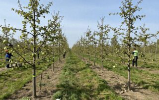 Frühlingserwachen in einer deutschen Baumschule – junge Apfel- und Birnbäume, Arbeiter in Arbeitskleidung schneiden Zweige unter blauem Himmel