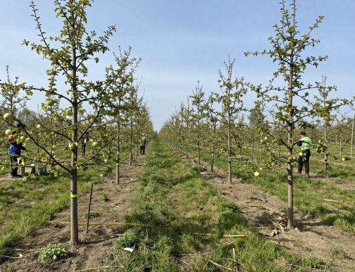 Vermehrung durch Veredelung (Pfropfen, Okulieren) im Handlungsfeld Anzucht und Vermehrung des Gewerks Baumschulen