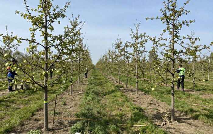 Frühlingserwachen in einer deutschen Baumschule – junge Apfel- und Birnbäume, Arbeiter in Arbeitskleidung schneiden Zweige unter blauem Himmel